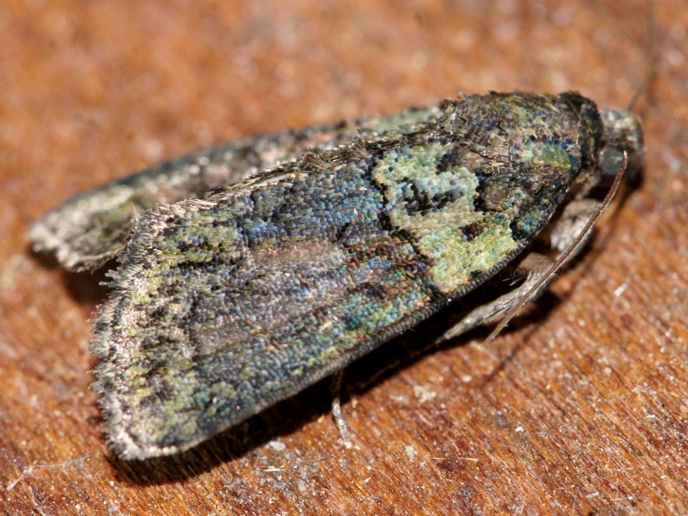 Bild Nr.08801 zum Vergrößern klicken Bild Nr.08801