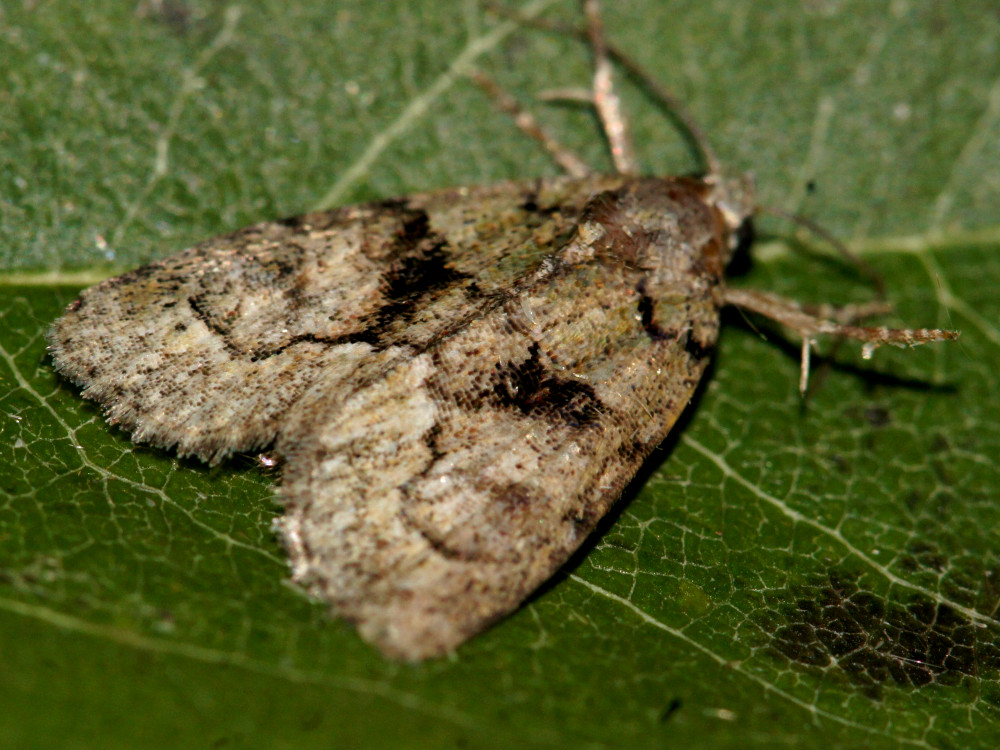 Bild Nr.08801 zum Vergrößern klicken Bild Nr.08801