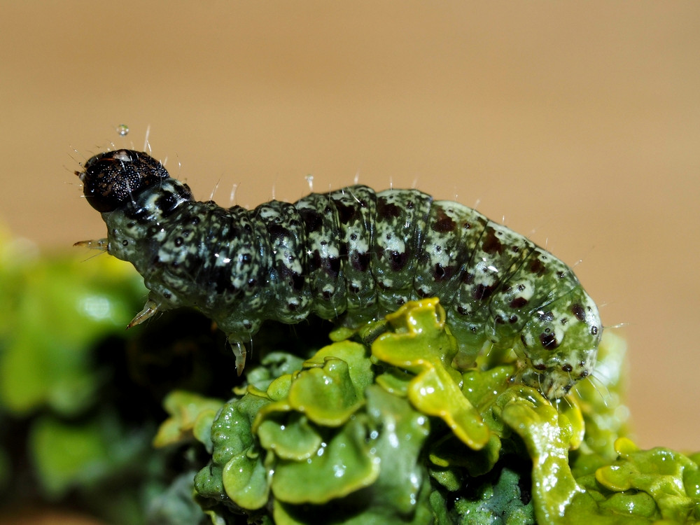 Bild Nr.08801 zum Vergrößern klicken Bild Nr.08801