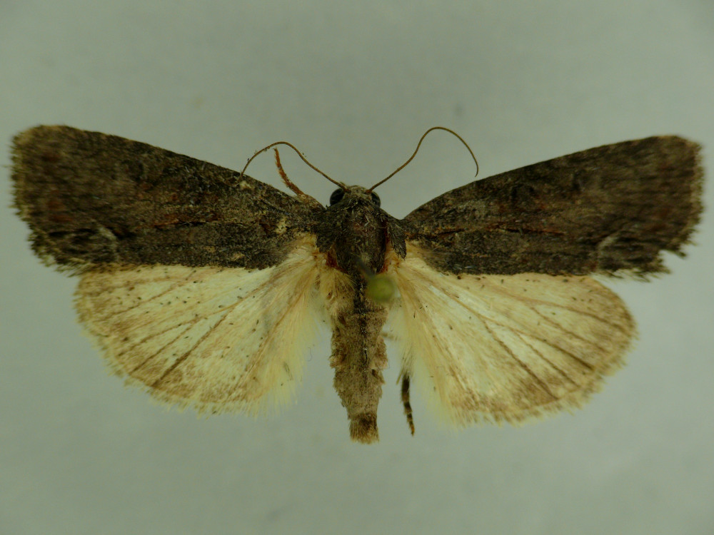 Bild Nr.08810 zum Vergrößern klicken Bild Nr.08810