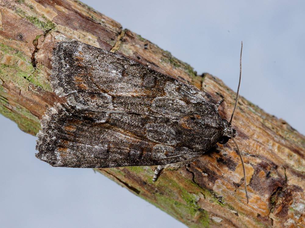 Bild Nr.08810 zum Vergrößern klicken Bild Nr.08810