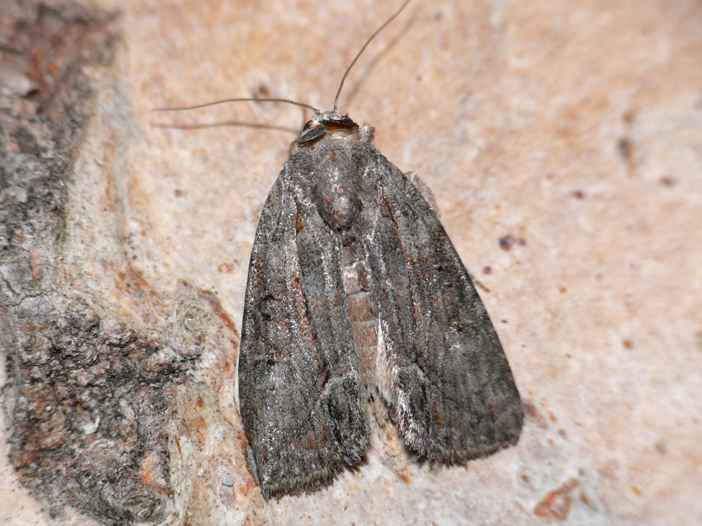 Bild Nr.08810 zum Vergrößern klicken Bild Nr.08810