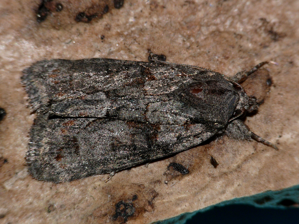 Bild Nr.08810 zum Vergrößern klicken Bild Nr.08810