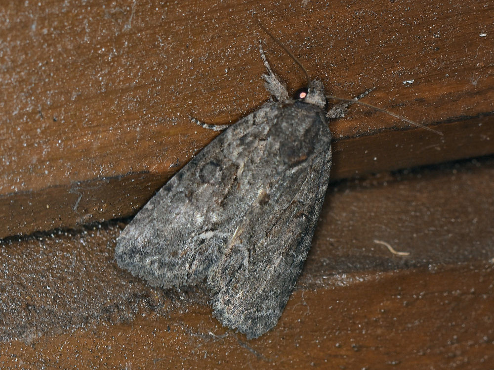 Bild Nr.08810 zum Vergrößern klicken Bild Nr.08810