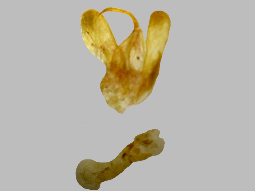 Bild Nr.08839 zum Vergrößern klicken Bild Nr.08839