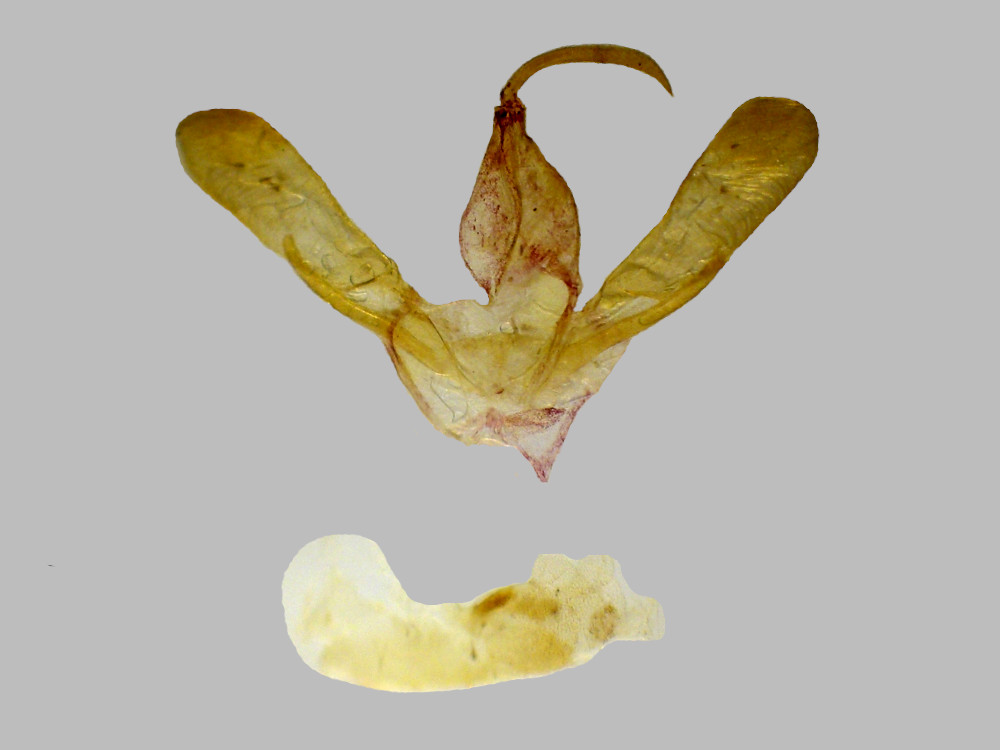 Bild Nr.08839 zum Vergrößern klicken Bild Nr.08839