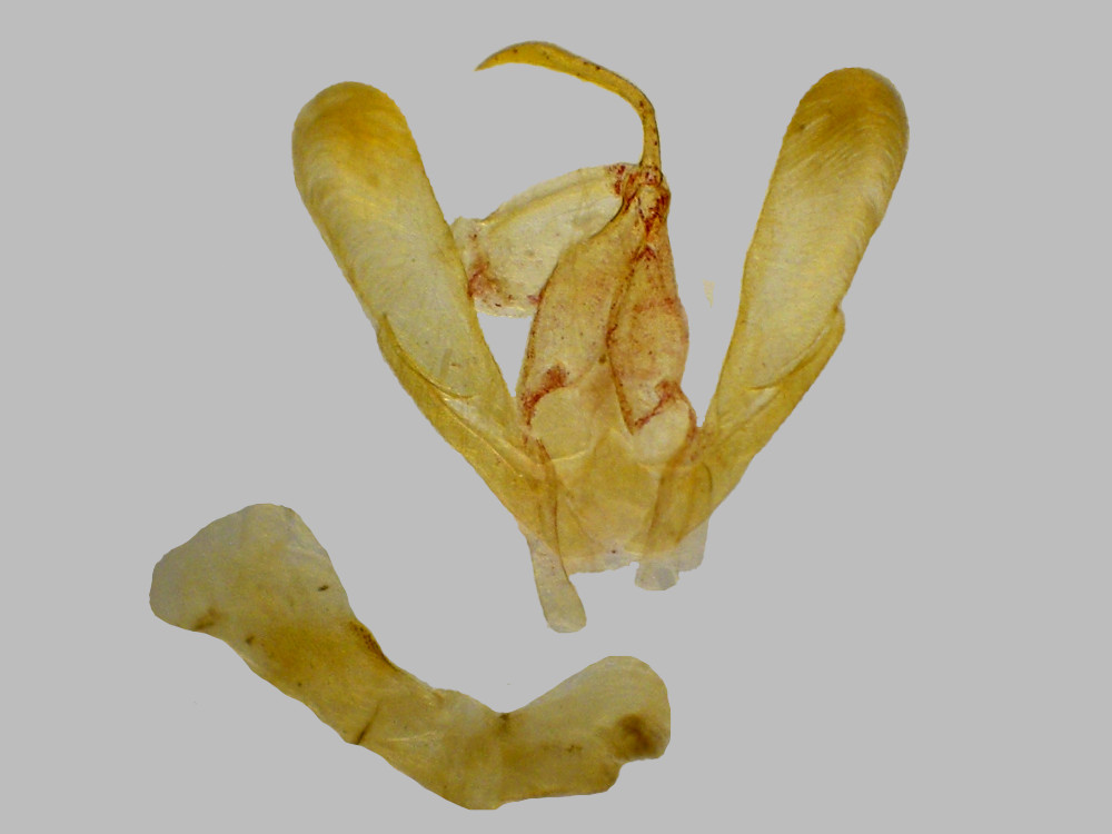 Bild Nr.08839 zum Vergrößern klicken Bild Nr.08839