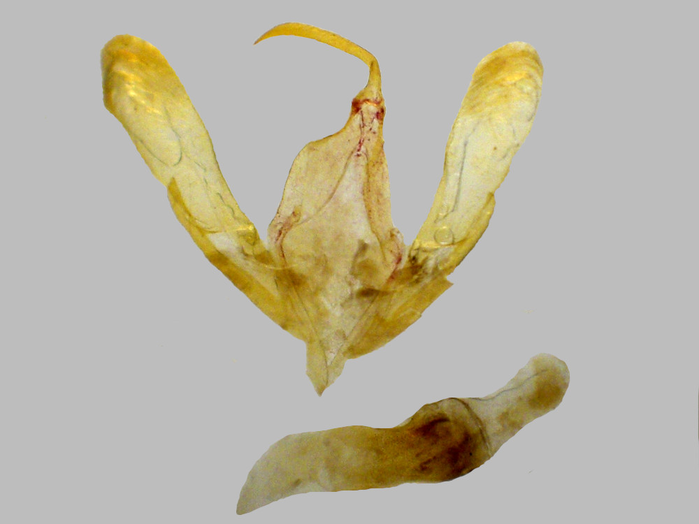 Bild Nr.08839 zum Vergrößern klicken Bild Nr.08839