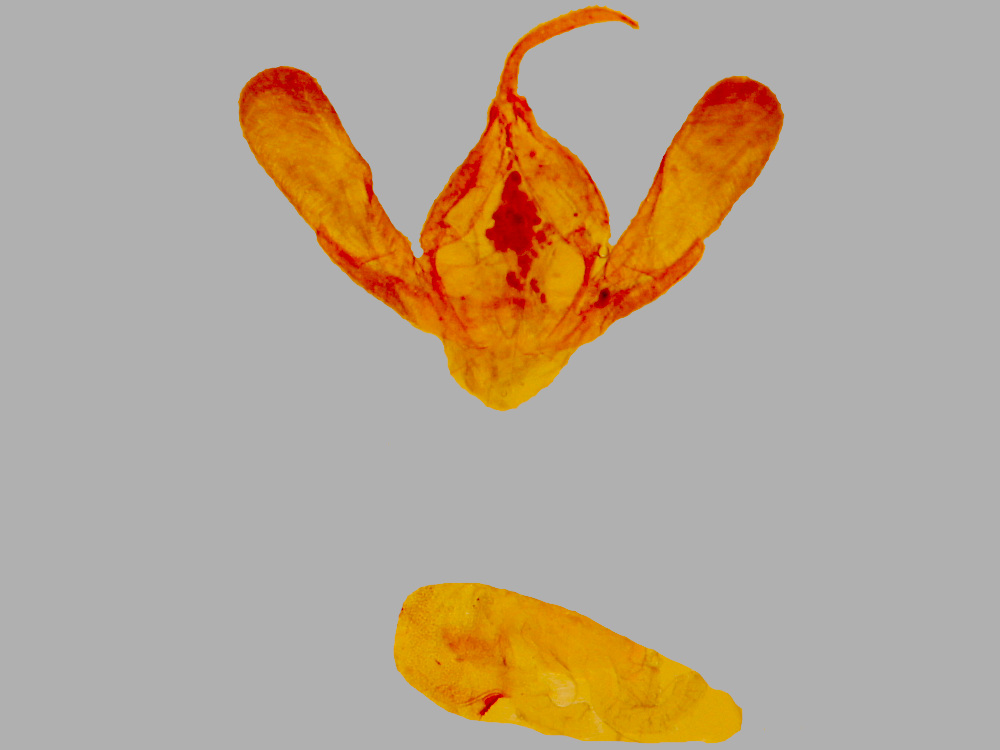 Bild Nr.08839 zum Vergrößern klicken Bild Nr.08839