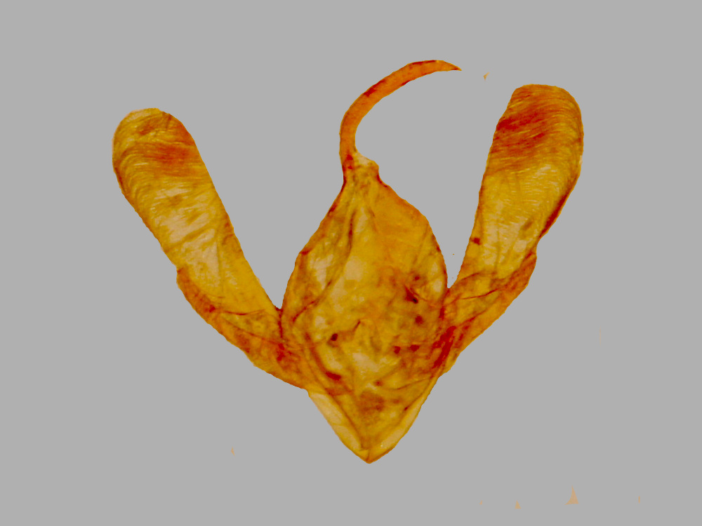 Bild Nr.08839 zum Vergrößern klicken Bild Nr.08839