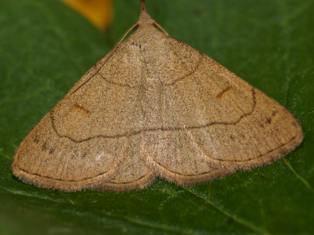 Bild Nr.08839 zum Vergrößern klicken Bild Nr.08839