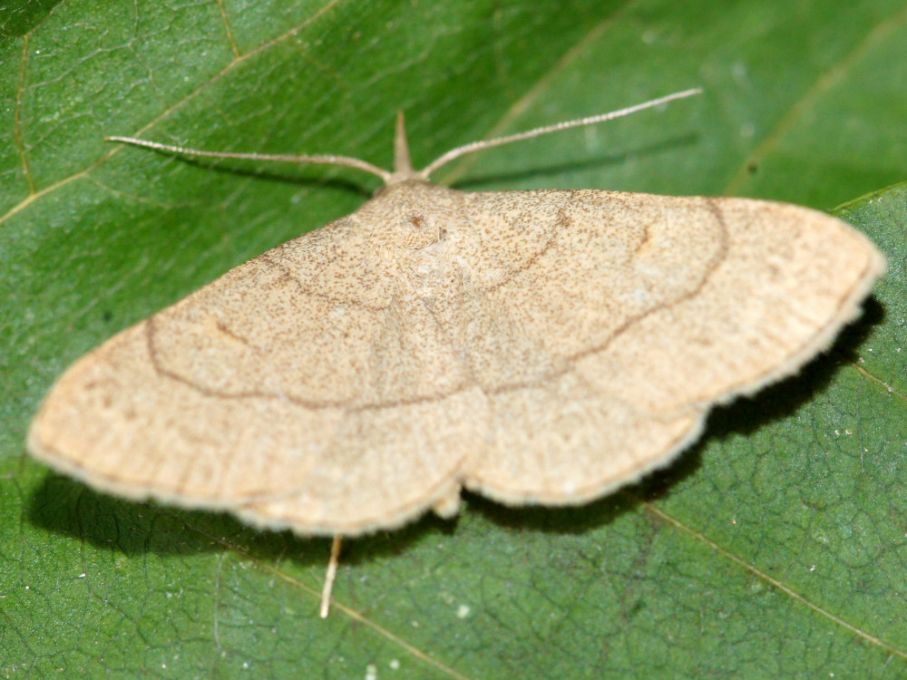 Bild Nr.08839 zum Vergrößern klicken Bild Nr.08839