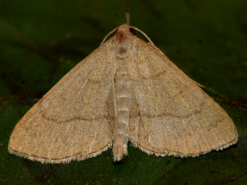 Bild Nr.08839 zum Vergrößern klicken Bild Nr.08839