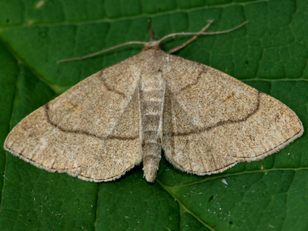 Bild Nr.08839 zum Vergrößern klicken Bild Nr.08839