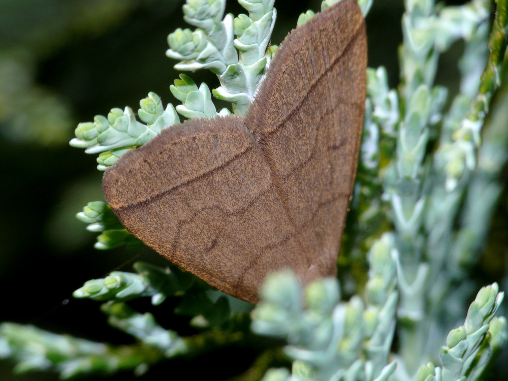 Bild Nr.08858 zum Vergrößern klicken Bild Nr.08858