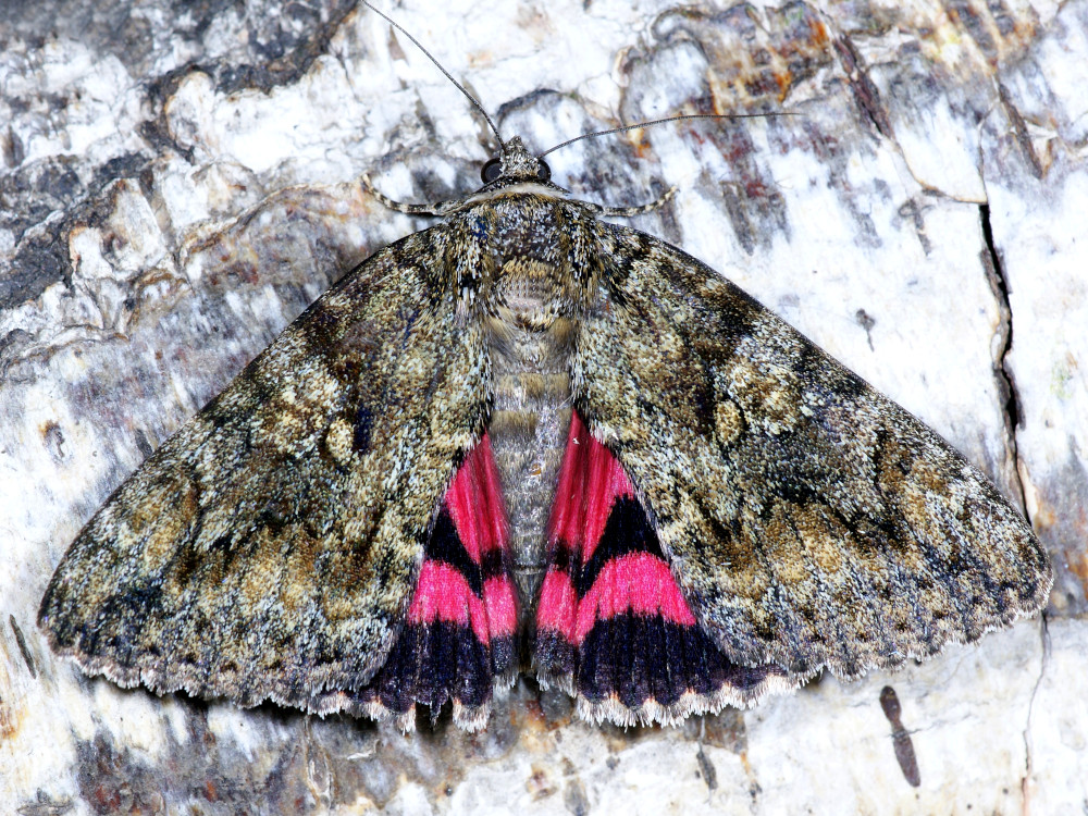 Bild Nr.08871 zum Vergrößern klicken Bild Nr.08871