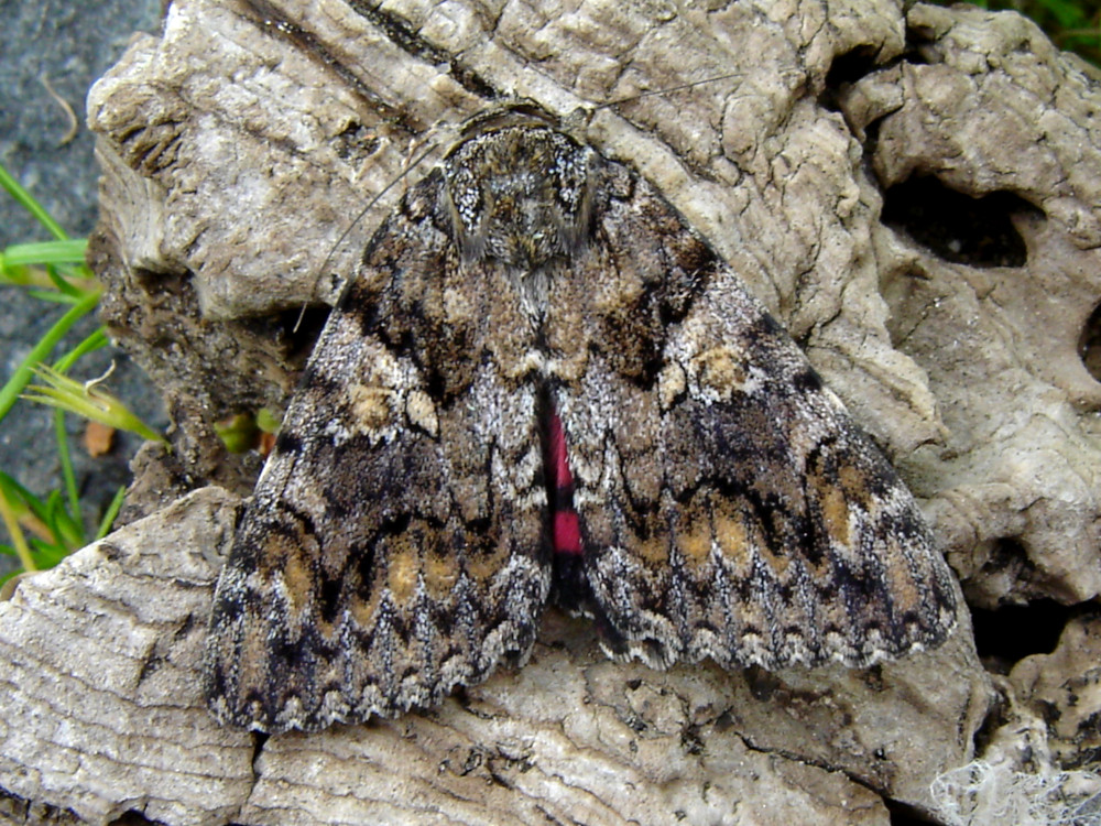 Bild Nr.08871 zum Vergrößern klicken Bild Nr.08871