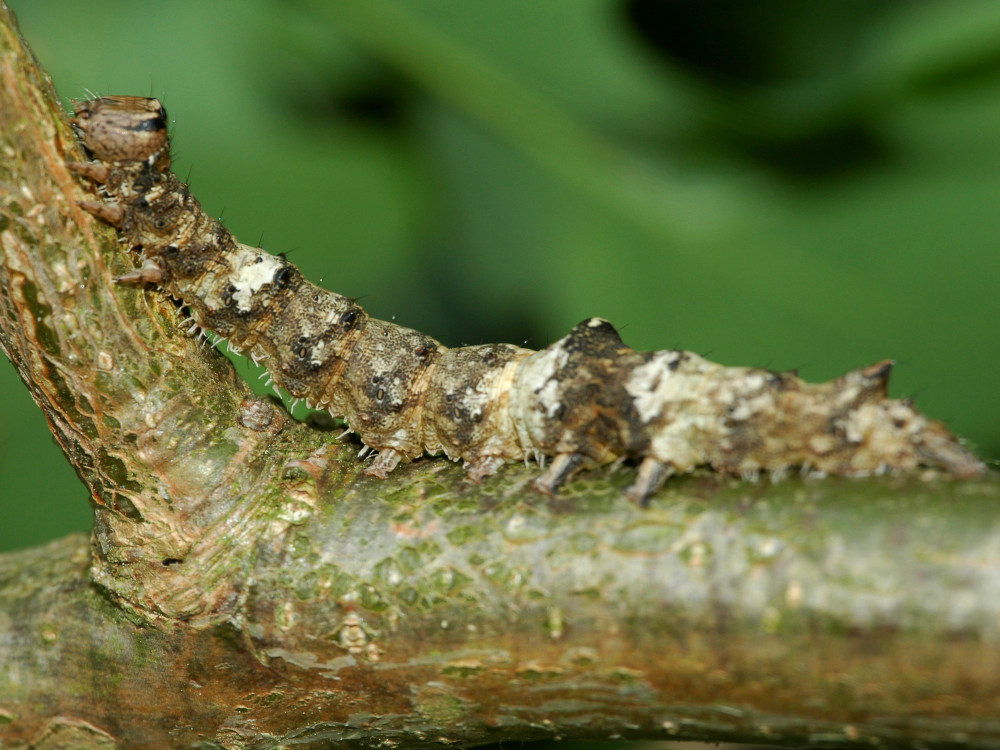 Bild Nr.08871 zum Vergrößern klicken Bild Nr.08871
