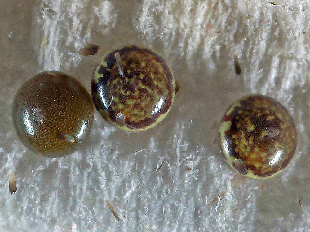 Bild Nr.08871 zum Vergrößern klicken Bild Nr.08871