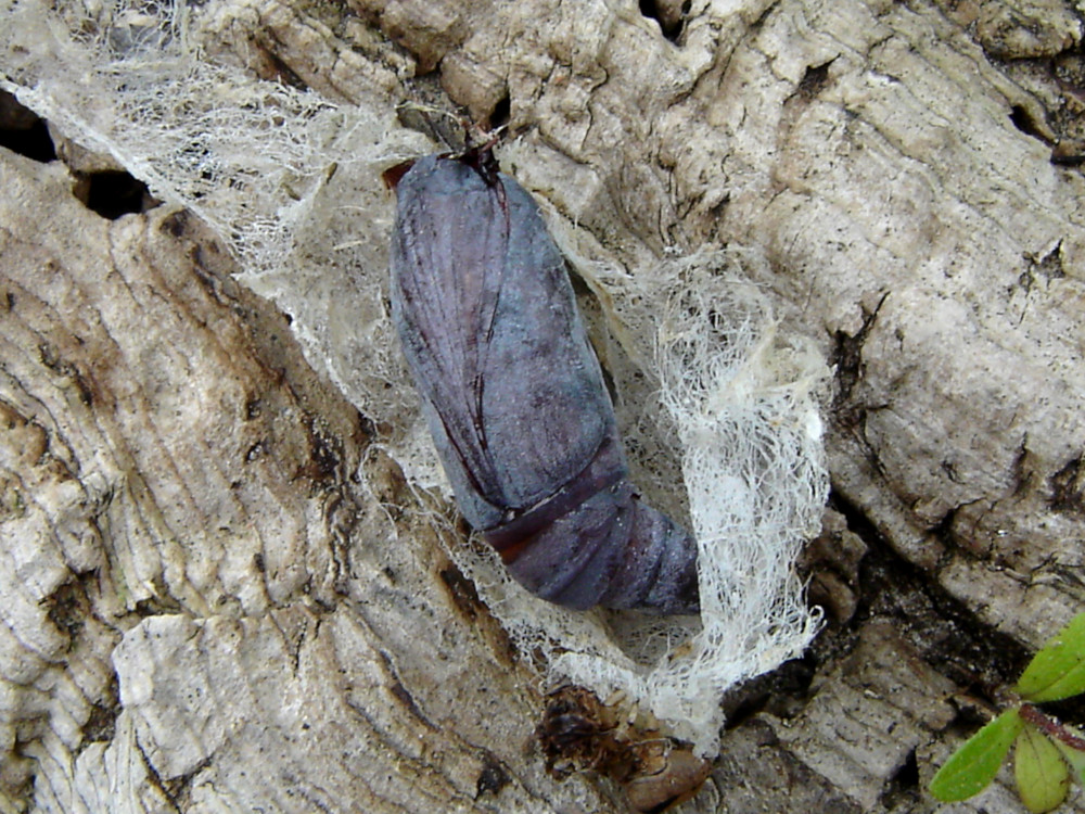 Bild Nr.08871 zum Vergrößern klicken Bild Nr.08871