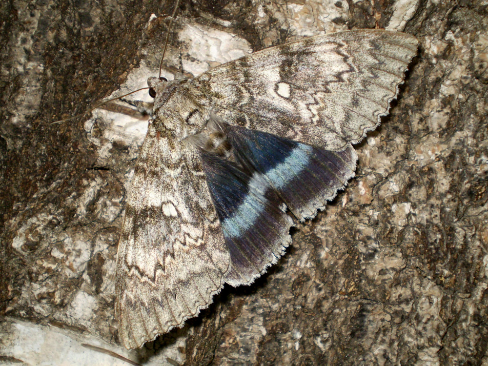 Bild Nr.08873 zum Vergrößern klicken Bild Nr.08873