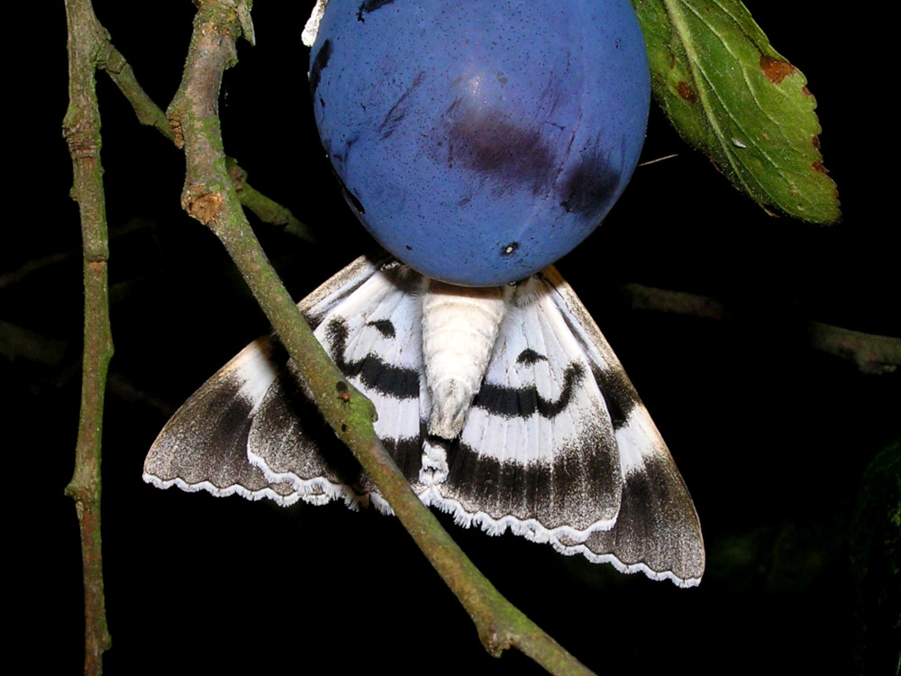 Bild Nr.08873 zum Vergrößern klicken Bild Nr.08873