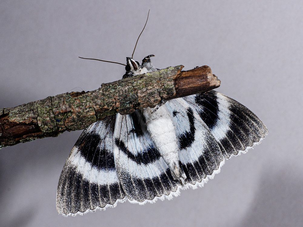 Bild Nr.08873 zum Vergrößern klicken Bild Nr.08873