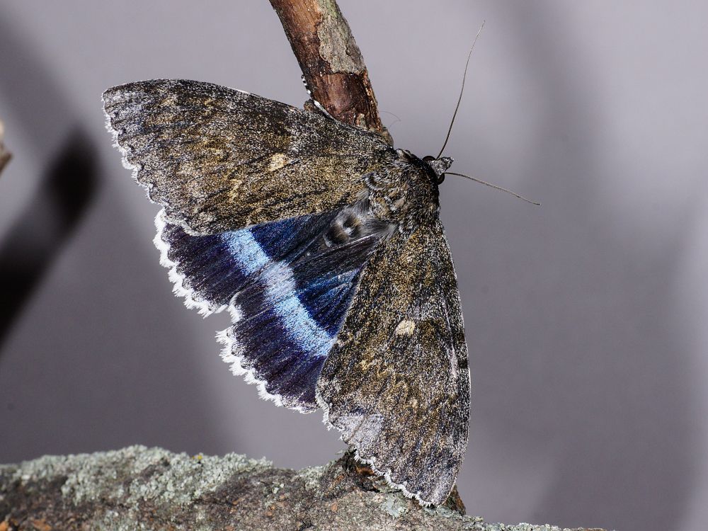 Bild Nr.08873 zum Vergrößern klicken Bild Nr.08873