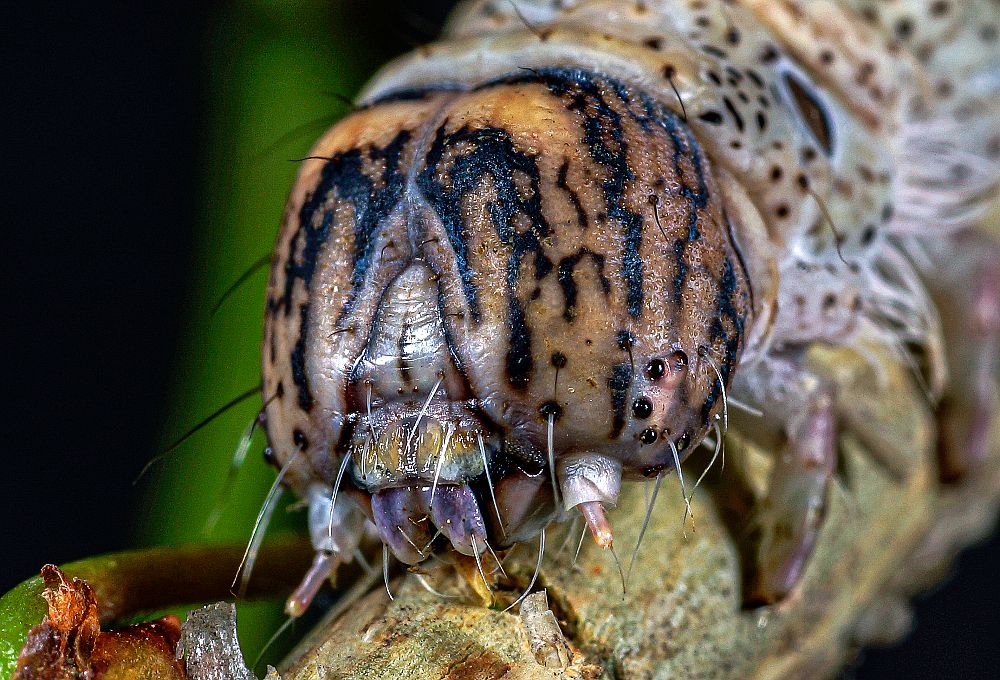 Bild Nr.08873 zum Vergrößern klicken Bild Nr.08873