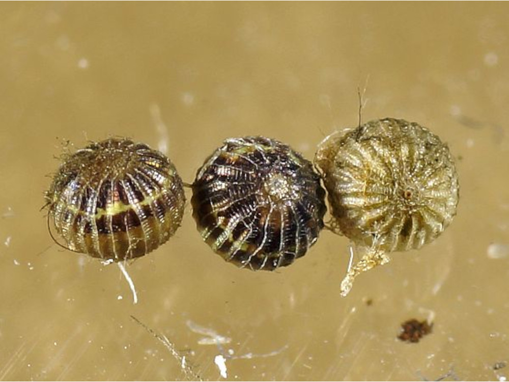 Bild Nr.08873 zum Vergrößern klicken Bild Nr.08873