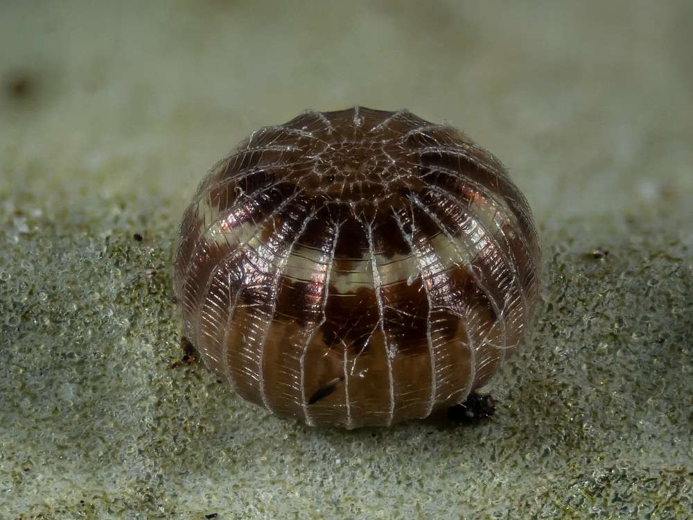 Bild Nr.08873 zum Vergrößern klicken Bild Nr.08873