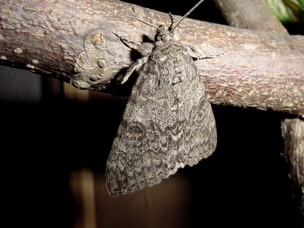 Bild Nr.08874 zum Vergrößern klicken Bild Nr.08874