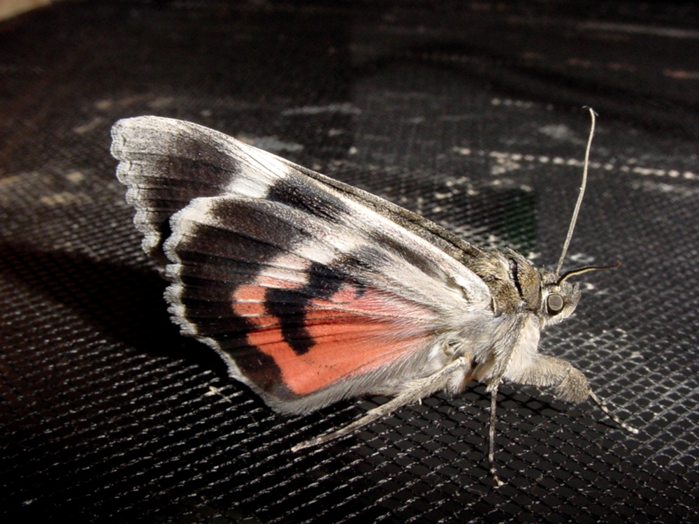 Bild Nr.08874 zum Vergrößern klicken Bild Nr.08874