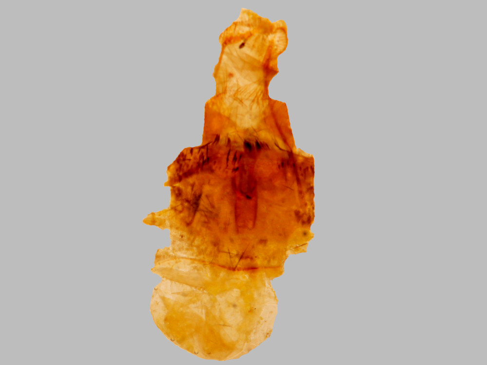 Bild Nr.08877 zum Vergrößern klicken Bild Nr.08877