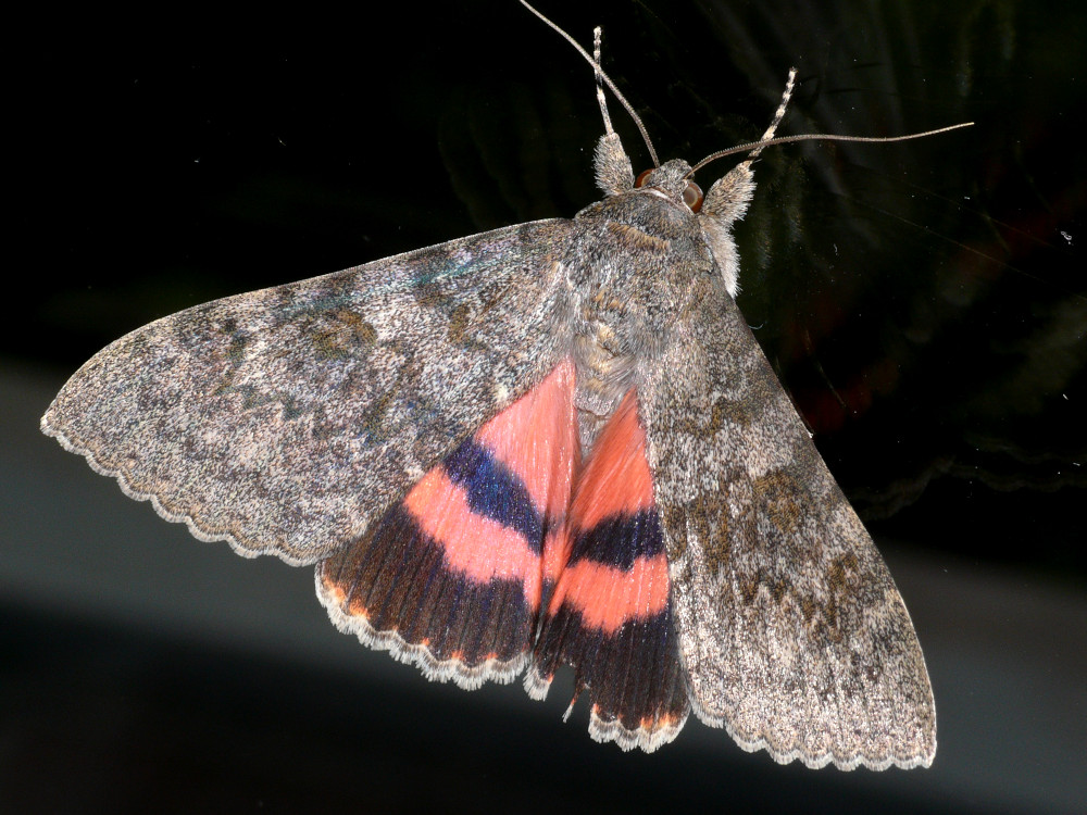 Bild Nr.08877 zum Vergrößern klicken Bild Nr.08877