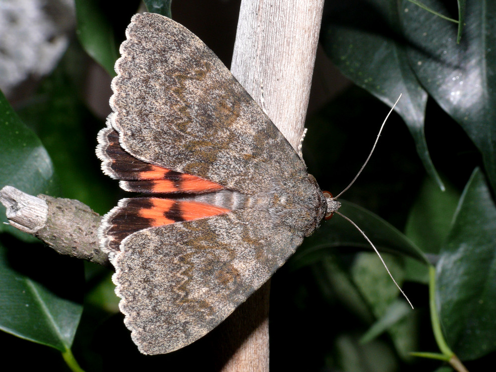 Bild Nr.08877 zum Vergrößern klicken Bild Nr.08877