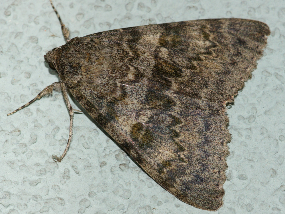 Bild Nr.08877 zum Vergrößern klicken Bild Nr.08877