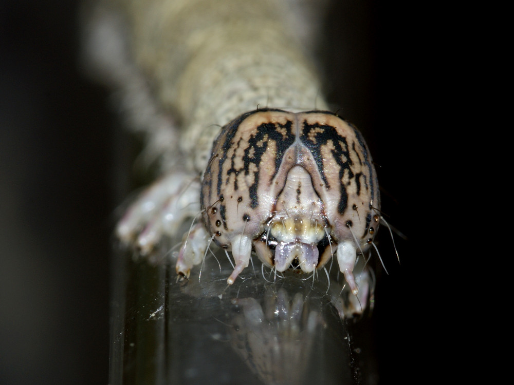 Bild Nr.08877 zum Vergrößern klicken Bild Nr.08877