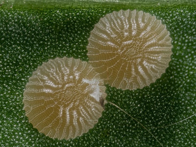 Bild Nr.08877 zum Vergrößern klicken Bild Nr.08877