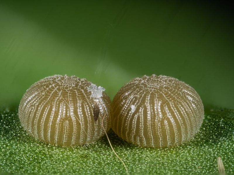 Bild Nr.08877 zum Vergrößern klicken Bild Nr.08877