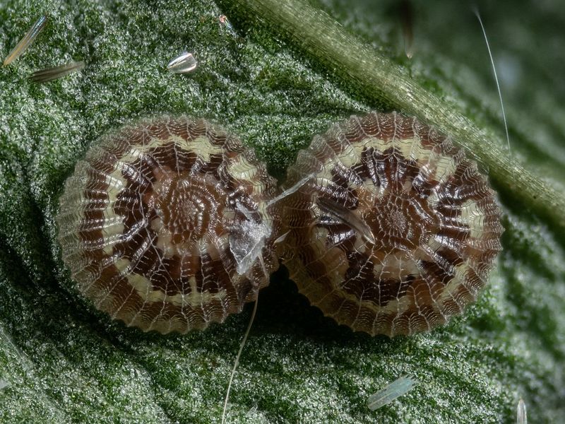 Bild Nr.08877 zum Vergrößern klicken Bild Nr.08877