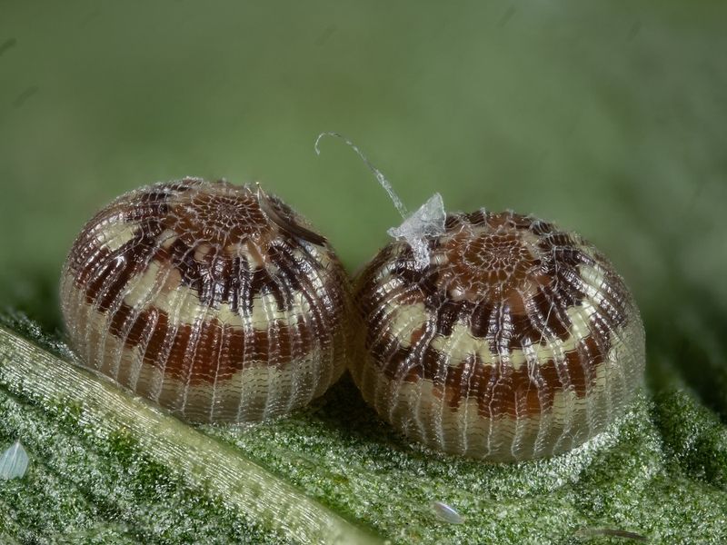 Bild Nr.08877 zum Vergrößern klicken Bild Nr.08877