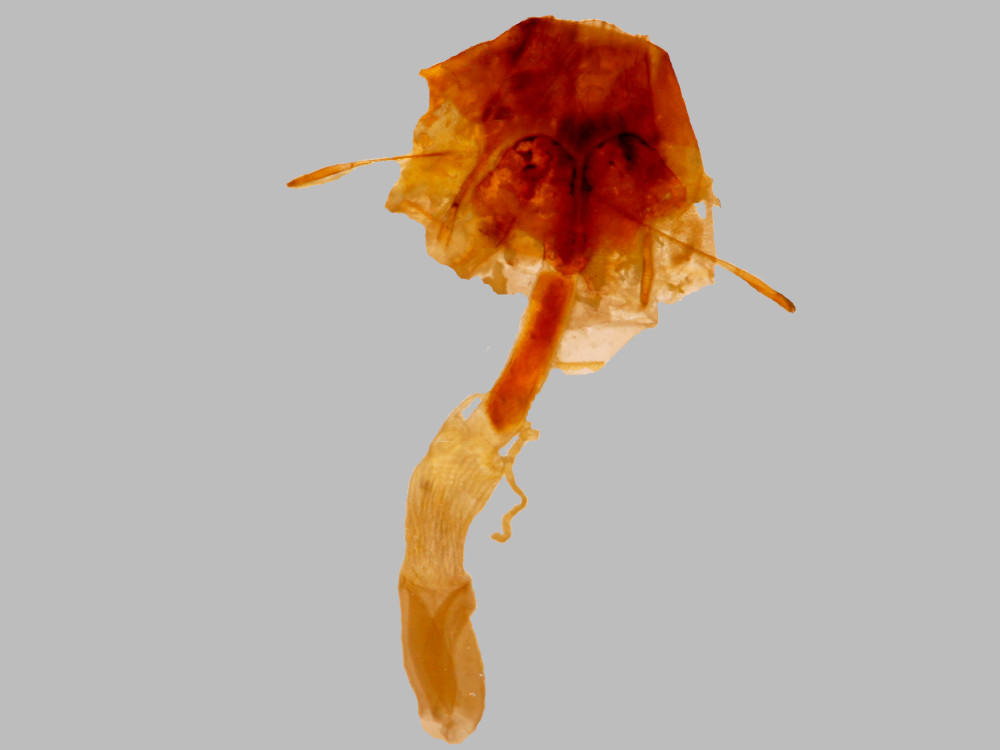 Bild Nr.08882 zum Vergrößern klicken Bild Nr.08882