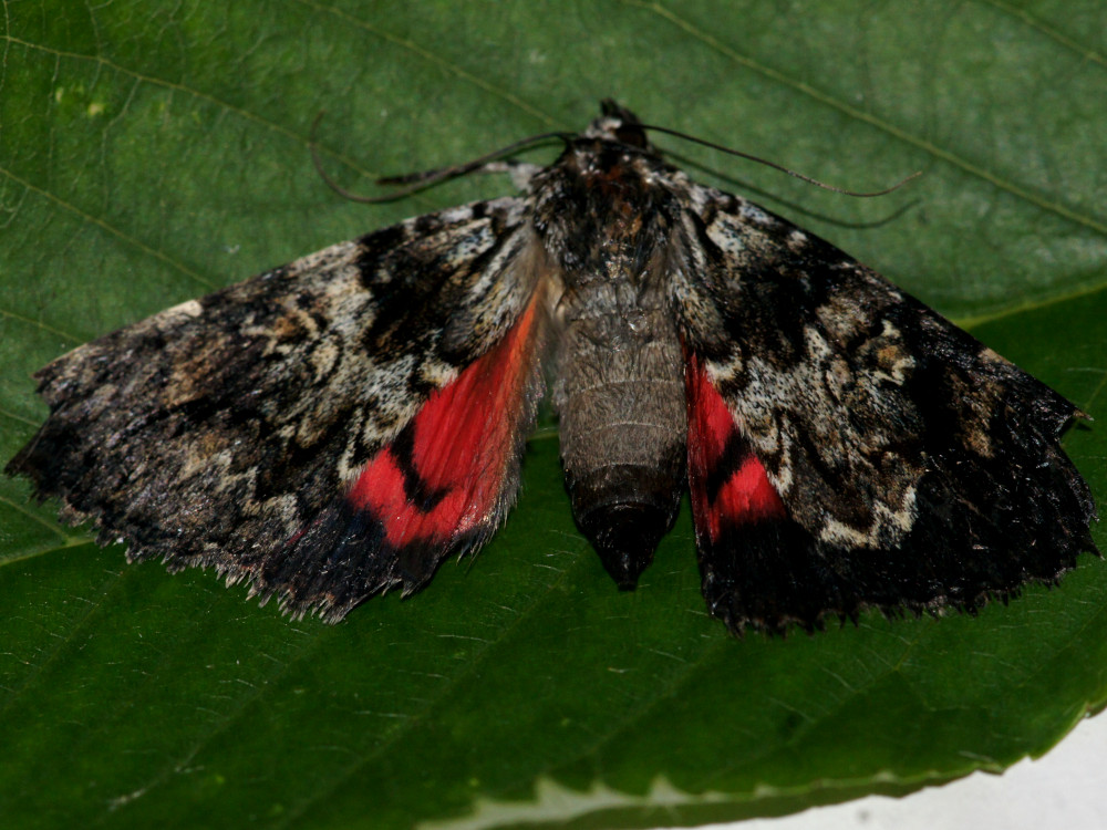 Bild Nr.08882 zum Vergrößern klicken Bild Nr.08882