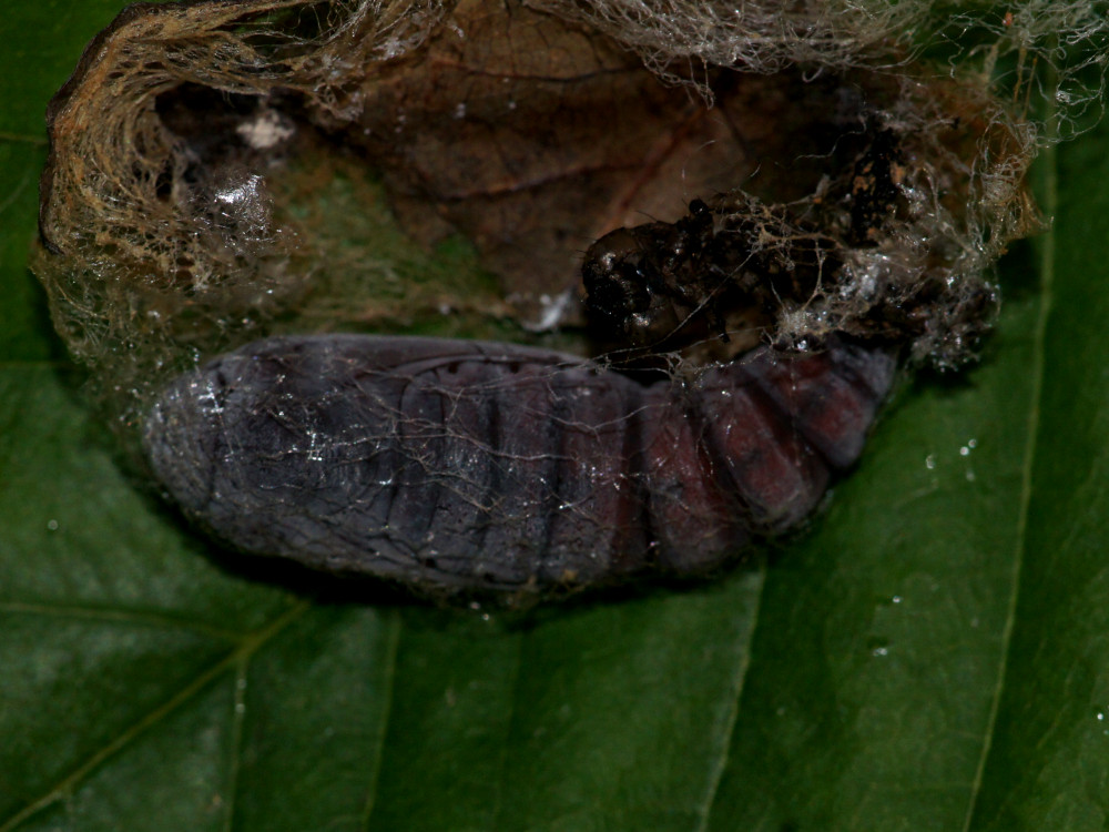 Bild Nr.08882 zum Vergrößern klicken Bild Nr.08882