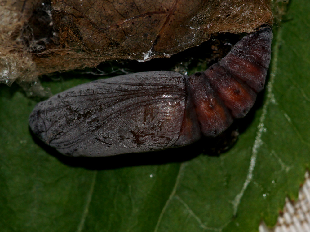 Bild Nr.08882 zum Vergrößern klicken Bild Nr.08882