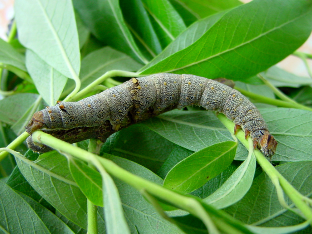 Bild Nr.08883 zum Vergrößern klicken Bild Nr.08883