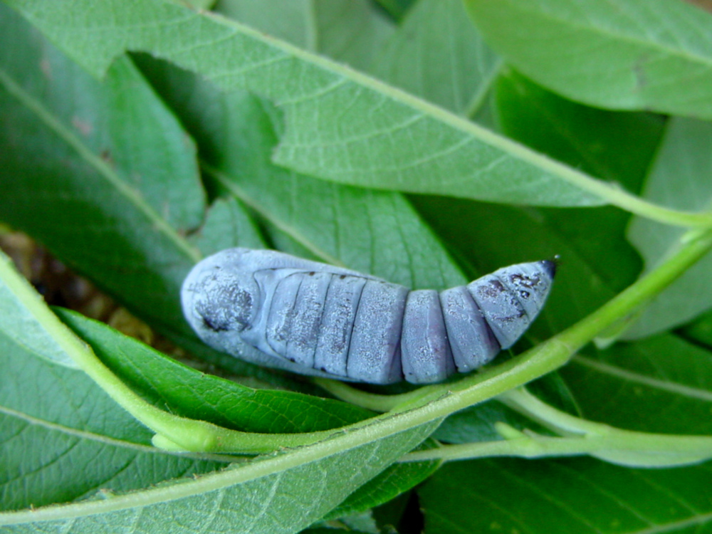 Bild Nr.08883 zum Vergrößern klicken Bild Nr.08883