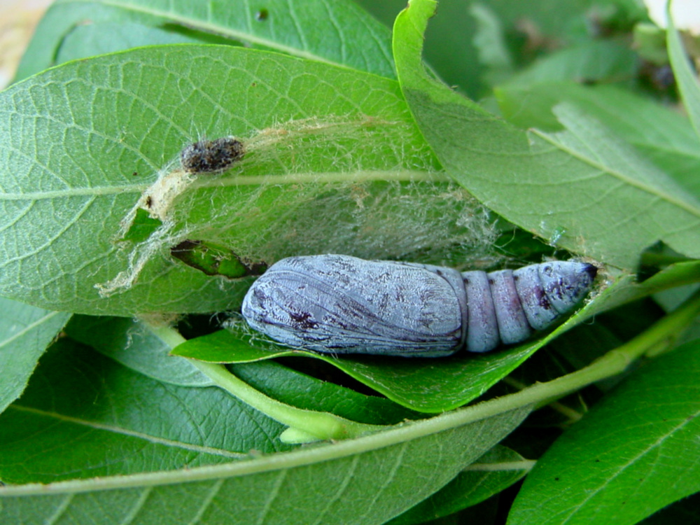 Bild Nr.08883 zum Vergrößern klicken Bild Nr.08883