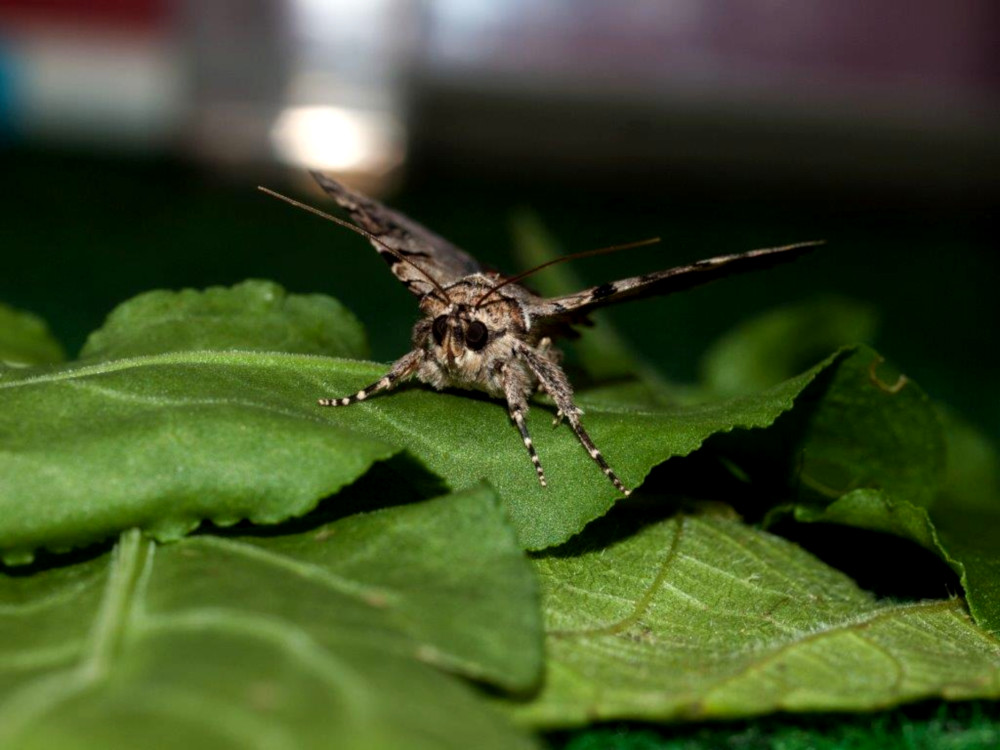 Bild Nr.08890 zum Vergrößern klicken Bild Nr.08890